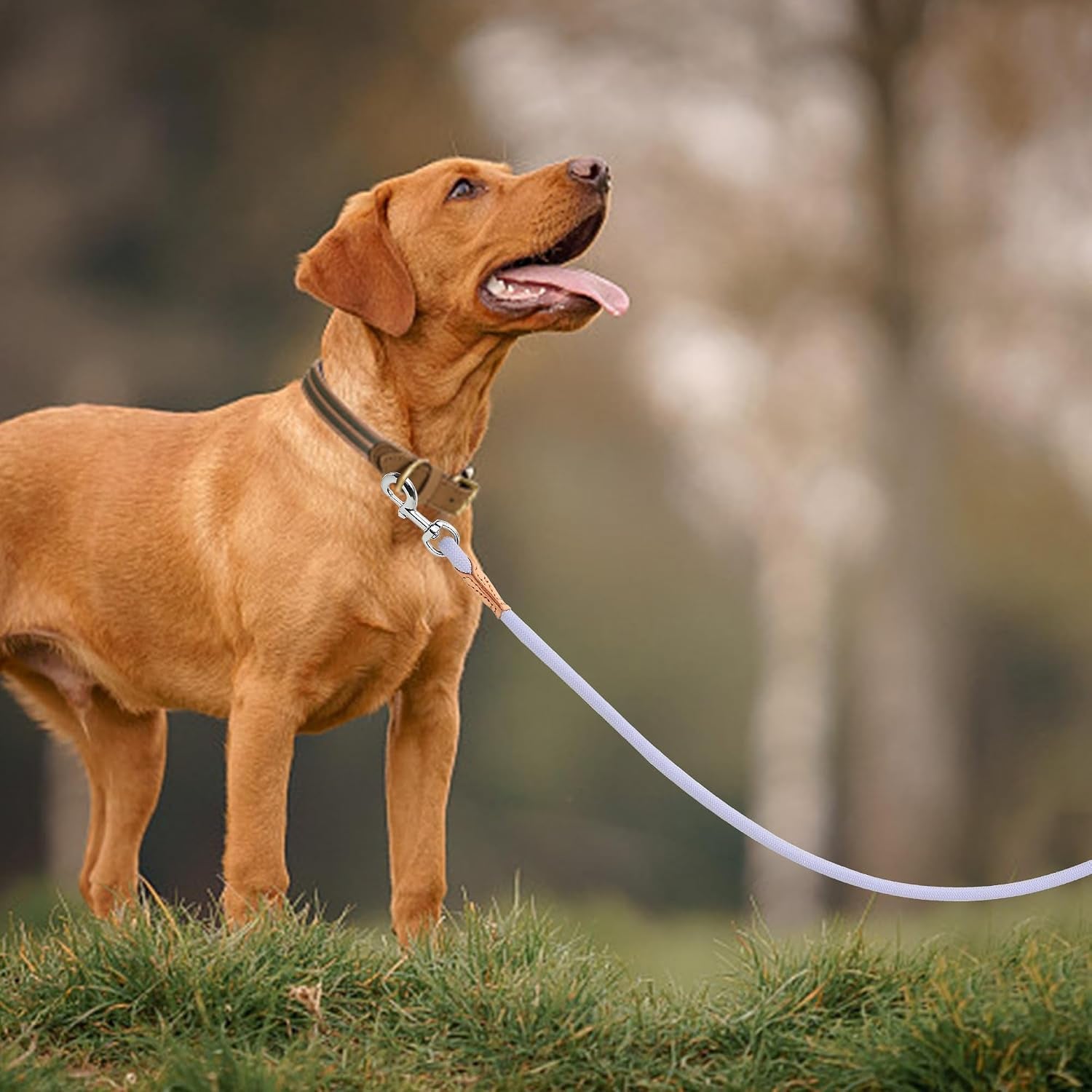 Dog Leash with Genuine Leather Connection/Handle, 4/5/6 FT | Rope Leash, Heavy Duty 360° Swivel Metal Clasp, for Small Medium & Large Dogs