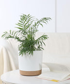 Indoor Plant Pots Planters 8 Inch Plastic Planter with Hole & Saucer Flower Pots Modern Decorative for Outdoor Garden Home (White X 3 Pack)