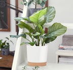 Indoor Plant Pots Planters 8 Inch Plastic Planter with Hole & Saucer Flower Pots Modern Decorative for Outdoor Garden Home (White X 3 Pack)