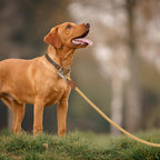 Dog Leash with Genuine Leather Connection/Handle, 4/5/6 FT | Rope Leash, Heavy Duty 360° Swivel Metal Clasp, for Small Medium & Large Dogs
