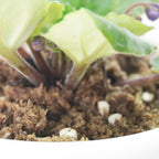 2QT African Violet Potting Soil, Professionally Formulated Weakly Acidic, High Humidity, Fast Draining Potting Soil