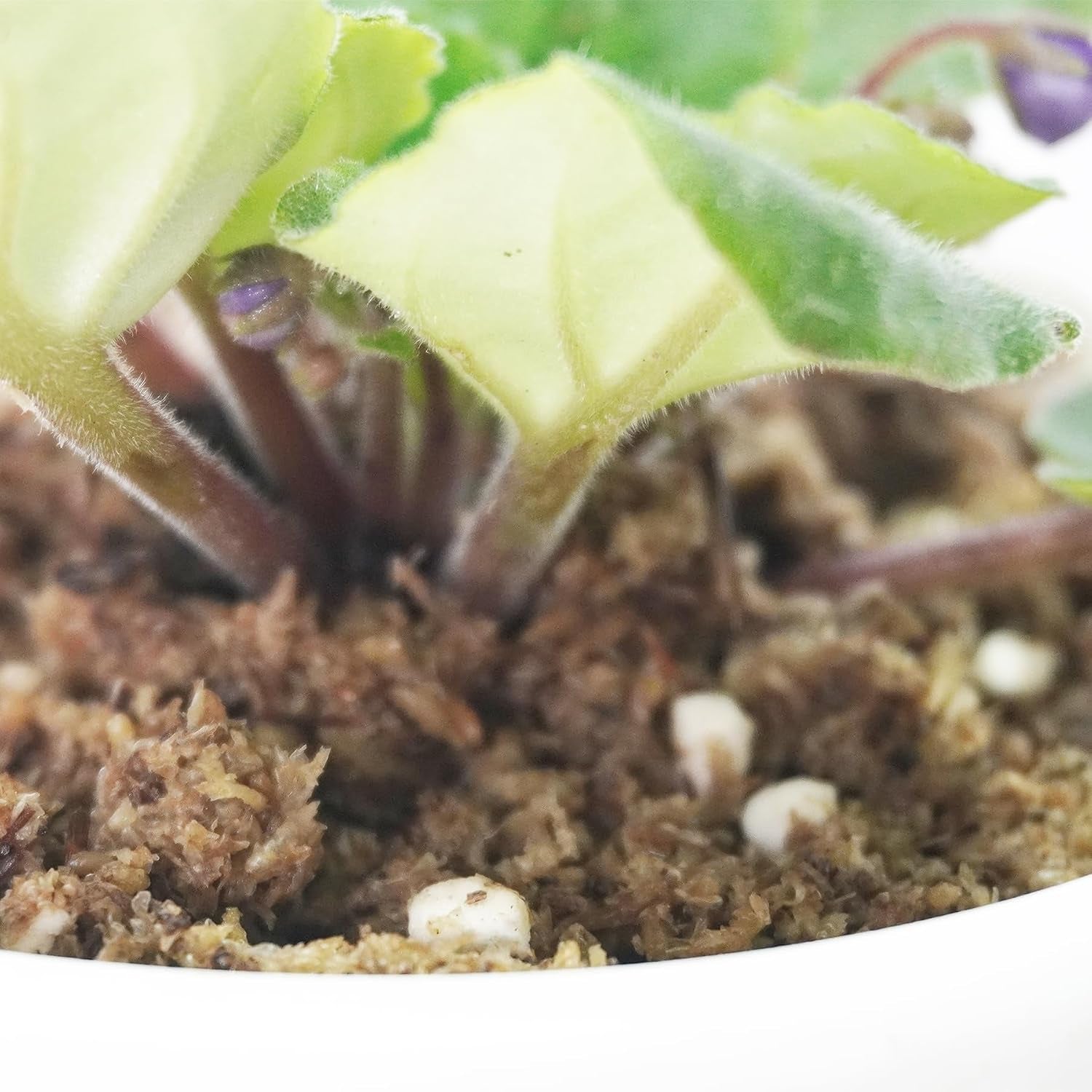 2QT African Violet Potting Soil, Professionally Formulated Weakly Acidic, High Humidity, Fast Draining Potting Soil