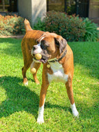 Wishbone Barkbone - Nylon Chew Toy for Aggressive Chewers - Bacon Flavor - 5.38"