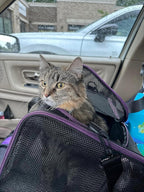 Soft Pet Carrier for Large and Medium Cats, 2 Kitties, Small Dogs. Easy to Get Cat In, Great for Cats That Don'T like Carriers (Black)