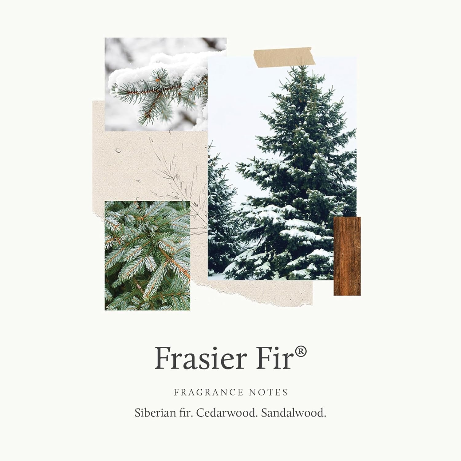 Thymes Frasier Fir Fragrant Refresher Oil - Aromatherapy Oil - Long Lasting Scent (1 Fl Oz)