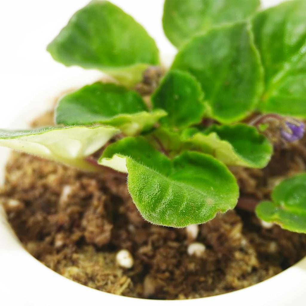 2QT African Violet Potting Soil, Professionally Formulated Weakly Acidic, High Humidity, Fast Draining Potting Soil