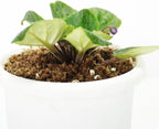 2QT African Violet Potting Soil, Professionally Formulated Weakly Acidic, High Humidity, Fast Draining Potting Soil