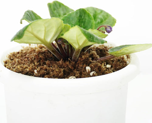 2QT African Violet Potting Soil, Professionally Formulated Weakly Acidic, High Humidity, Fast Draining Potting Soil