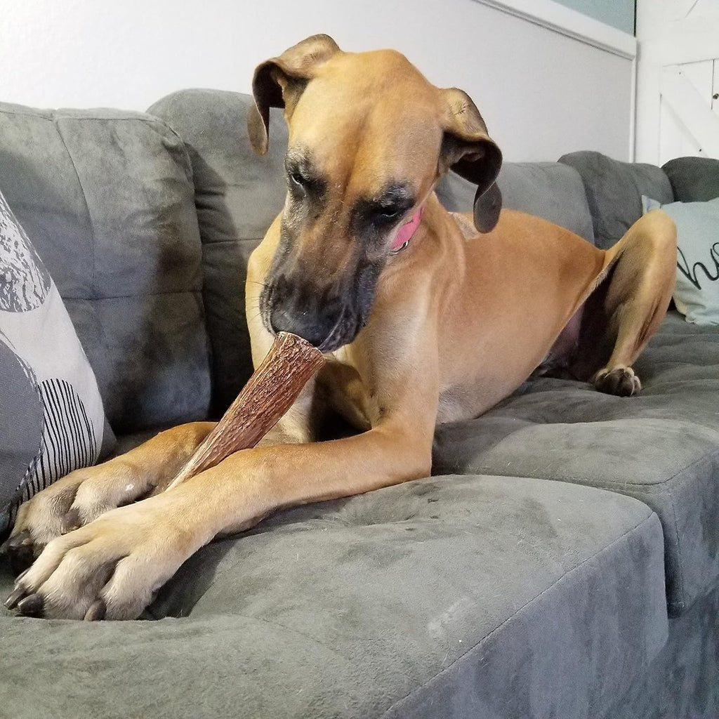 – X Large Split Single Elk Antler Chew (6-10” Long) | All Natural Antler Dog Chew for Large Dogs (50+ Lbs), Premium Naturally Shed Elk Antler Bone, Sourced in the USA
