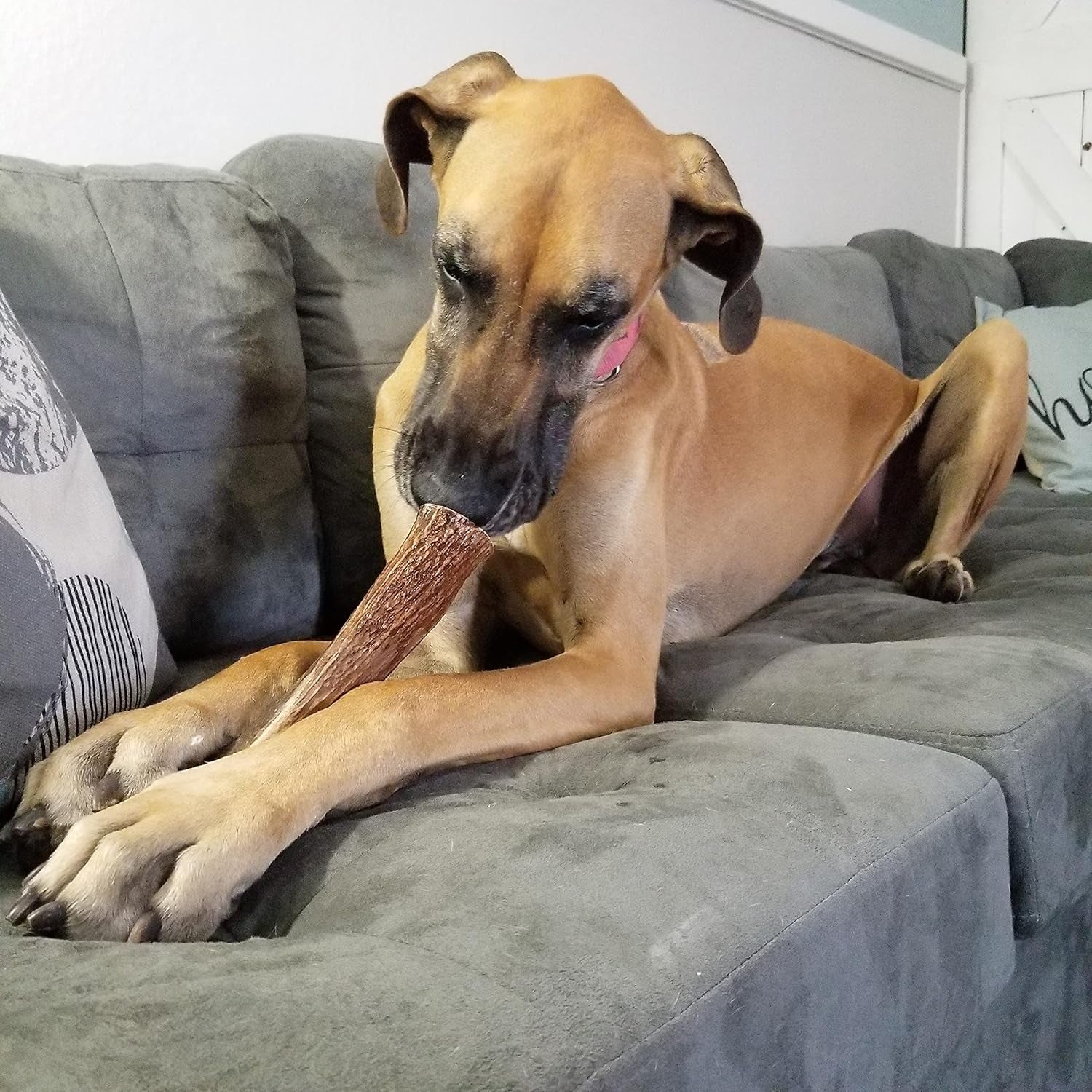 – X Large Split Single Elk Antler Chew (6-10” Long) | All Natural Antler Dog Chew for Large Dogs (50+ Lbs), Premium Naturally Shed Elk Antler Bone, Sourced in the USA