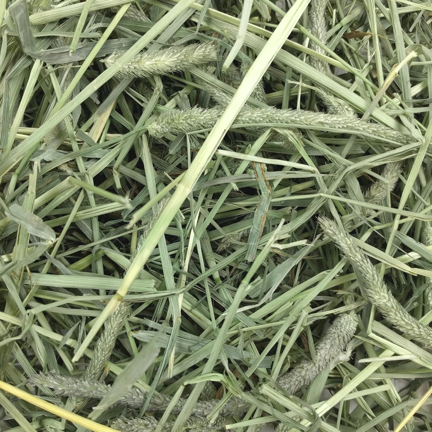 Western Timothy Hay, Rabbit & Guinea Pig Hay, High Fiber, USA, 90 Oz |  Timothy Hay, Bunny Hay for Rabbits, Guinea Pigs, Bunnies and Chinchillas, Hand-Sorted, De-Dusted, Made in USA