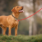 Dog Leash with Genuine Leather Connection/Handle, 4/5/6 FT | Rope Leash, Heavy Duty 360° Swivel Metal Clasp, for Small Medium & Large Dogs