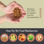 Non-Gmo Dried Mealworms,2Lb 100% Natural Large Size No Moisture,Treats for Birds Chickens Hedgehog Hamster Fish Reptile Turtles